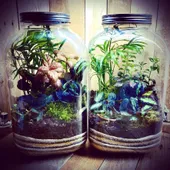 Terrariums, Kits and Sundries