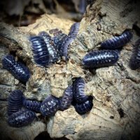 Armadillidium depressum