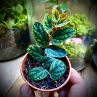 Watermelon Begonia (Pelionia Pulchra)