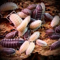 Porcellio hoffmanseggi 'Yeti'