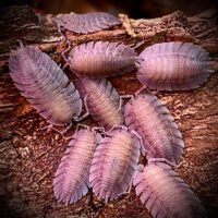 Porcellio spatulatus