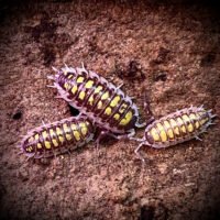 Porcellio hassai