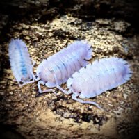 Porcellio incanus baeticensis 'Violet'