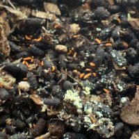 Orange Springtail Starter culture (Bilobella braunerae)