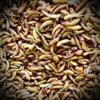 Dried Shrimp - Isopod Gourmet