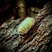 Armadillidium  Vulgare 'Magic Potion'