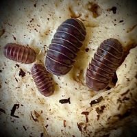 Cubaris sp 'Crystal Clear'