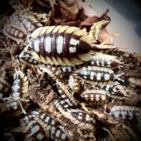 Porcellio expansus