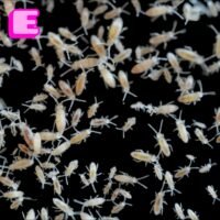 Tropical White Springtails (Collembola sp) Starter culture