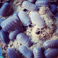 Cubaris sp 'Grey Tiger'