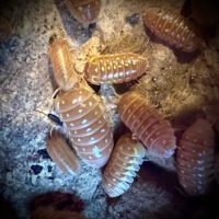 Armadillidium frontetriangulum 'Orange'