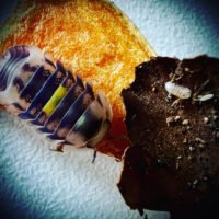 Cubaris sp 'Amber Firefly'