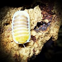 Cubaris sp 'Jupiter'