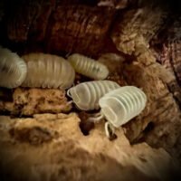 Cubaris murina 'Glacier'