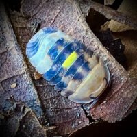 Cubaris sp 'Honey Firefly'