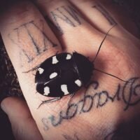 Question Mark Cockroach