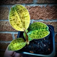 Jewel Orchid (Macodes petola)