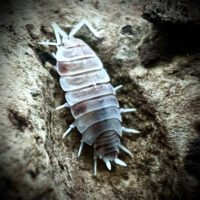 Porcellio pruinosus 'Orange Dalmatian'