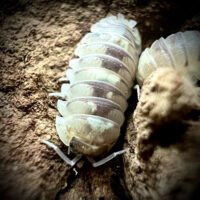 Armadillidium espanyoli 'Marbelized'
