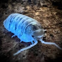 Armadillidium depressum 'Magic potion'