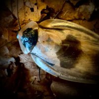 False Deaths Head Cockroach