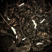 Springtails (Folsomia candida) Starter culture