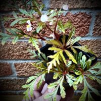 Begonia polilloensis