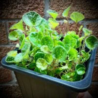 Begonia ningmingensis