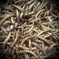 Dried Mealworms - Isopod Gourmet