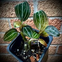 Black Jewel Orchid (Ludisia discolor)
