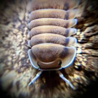 Cubaris sp 'Pak Chong Red'