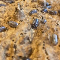 Armadillidium Corcyraem