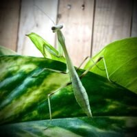Giant Asian Mantis (Hierodula membranacea) L3+