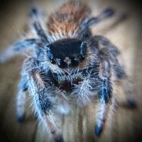 Isla Juventus Jumper (Phidippus regius) 0.5cm+
