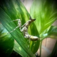 Jewled Flower Mantis (Creobroter gemmatus) L3+