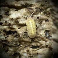 Armadillidium  Vulgare 'T+ Albino'