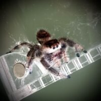 Regal Jumper (Phidippus regius) 0.5cm+