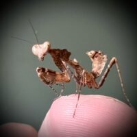 Giant dead Leaf Mantis (Deroplatys dessicata) L4+