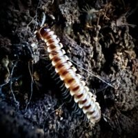 Yellow Spike Millipede (Orthomorpha sp 'Yellow Spike') CB