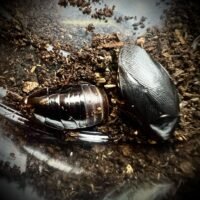 Shadow Cockroach