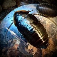 Cuban Burrowing Cockroach
