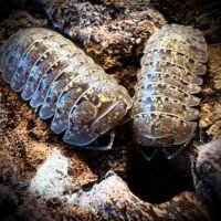 Armadillidium amegloi