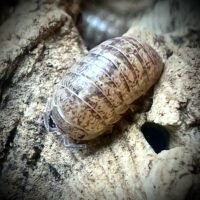 Armadillidium assimile