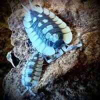 Porcellio expansus 'le senia'