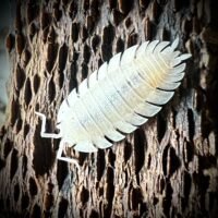 Porcellio spatulatus 'White'