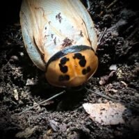 Red Headed Cockroach (Eublaberus posticus)