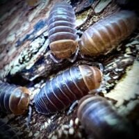 Armadillidium flavoscutum 'red head'