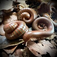 Burmese Beauty Millipede