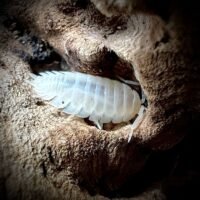 Porcellio laevis 'White Eyes'