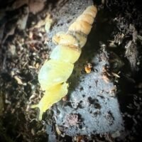 Unicorn Snails (Octona Sublina)